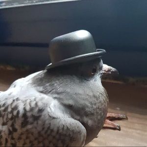 Meet your Posher, Kaylee